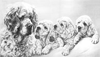 Clumber Spaniel limited edition dog print by Mike Sibley