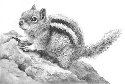 Ground Squirrel - Small Wonders drawing