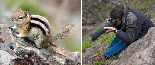 Photographing a Golden Mantled Ground Squirrel