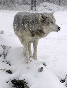 Wolf in the snow blizzard, Wednesday morning.