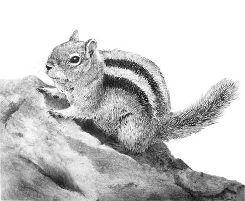 'Golden Mantled Ground Squirrel' by Jenny Sibley at a Mike Sibley UK drawing workshop