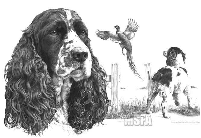 'Past-day Dreaming' English Springer Spaniel graphite pencil drawing by Mike Sibley