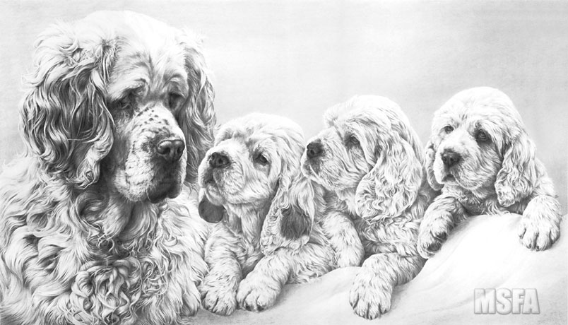 CLUMBER SPANIEL fine art dog print by