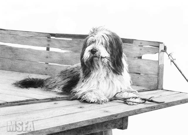 'Bearded Collie' graphite pencil drawing by Mike Sibley