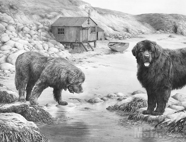 Newfoundland dogs -- 'Whistlers Cove' by Mike Sibley ©