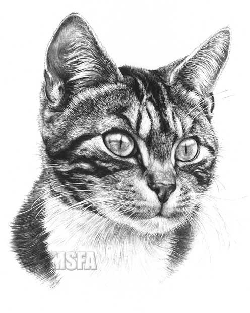 Tabby Cat print of graphite pencil drawing by Mike Sibley.