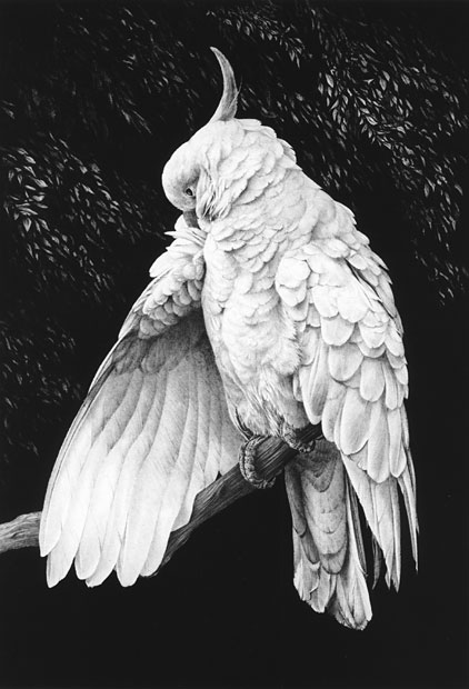 'Cockatoo #2' graphite pencil drawing by Mike Sibley.