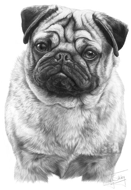 Pug print from graphite pencil drawing by Mike Sibley.