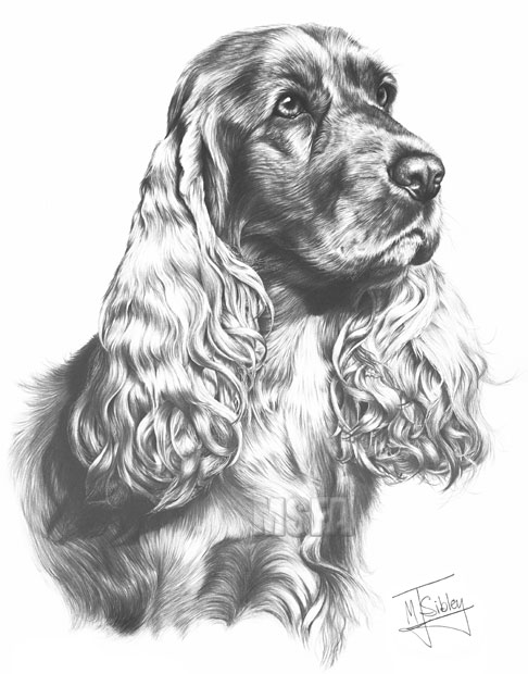Cocker Spaniel print from graphite pencil drawing by Mike Sibley.