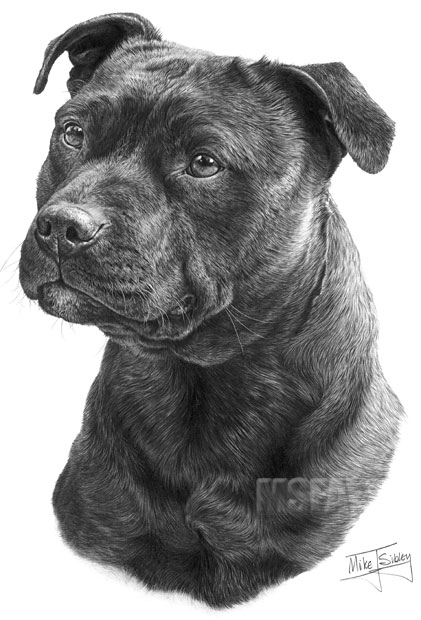 STAFFORDSHIRE BULL TERRIER fine art dog print by Mike Sibley