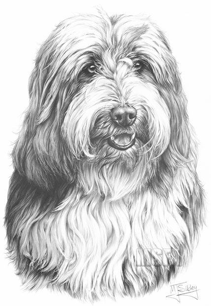 'Bearded Collie' print from graphite pencil drawing by Mike Sibley.