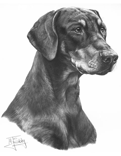 Doberman print from graphite pencil drawing by Mike Sibley.