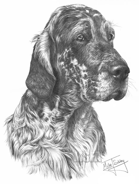 English Setter print from graphite pencil drawing by Mike Sibley.