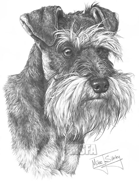 Miniature Schnauzer print from graphite pencil drawing by Mike Sibley.