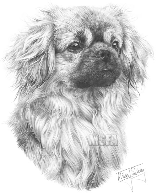 Tibetan Spaniel print from graphite pencil drawing by Mike Sibley.