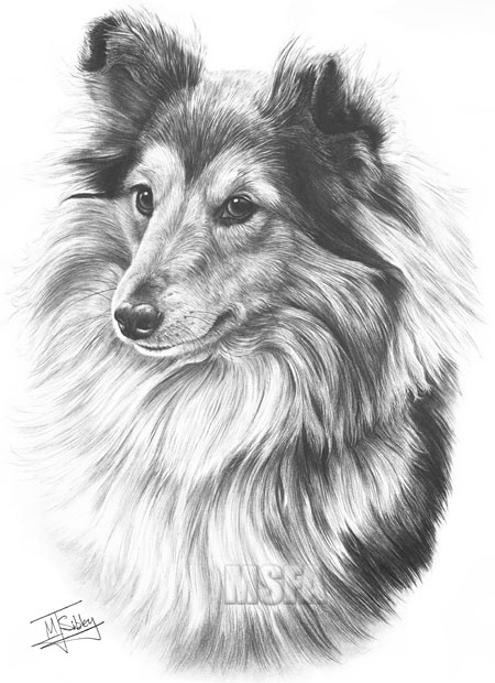 Shetland Sheepdog print from graphite pencil drawing by Mike Sibley.