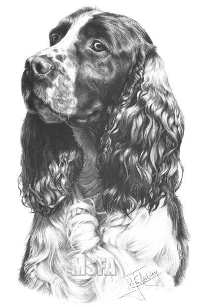 Springer Spaniel print from graphite pencil drawing by Mike Sibley.