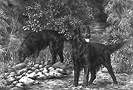 Flat Coated Retriever limited edition dog print by Mike Sibley