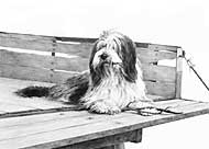 Bearded Collie fine art dog print by Mike Sibley