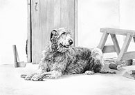 Irish Wolfhound fine art dog print by Mike Sibley