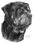 Rottweiler fine art dog print by Mike Sibley