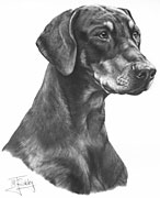Doberman fine art dog print by Mike Sibley