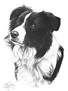 Border Collie fine art dog print by Mike Sibley