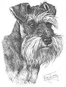 Miniature Schnauzer fine art dog print by Mike Sibley