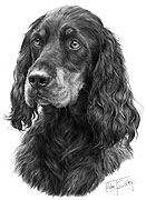 Gordon Setter fine art dog print by Mike Sibley