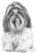 Shih Tzu fine art dog print by Mike Sibley