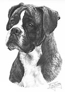 Boxer fine art dog print by Mike Sibley