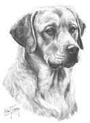 Yellow Labrador fine art dog print by Mike Sibley