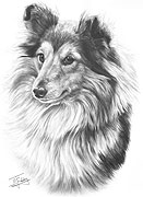 Shetland Sheepdog fine art dog print by Mike Sibley