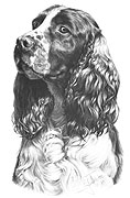 Springer Spaniel fine art dog print by Mike Sibley