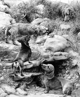 'The Warreners' Dachshund fine art graphite pencil dog print by Mike Sibley