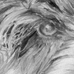 one eye of the 'Cockapoo' by Mark