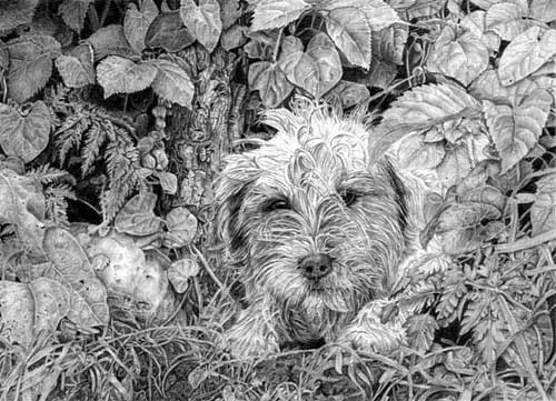 'Buster' graphite pencil drawing by Rob Bristow - www.RobBristowFineArt.com