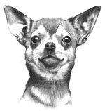 Chihuahua pencil study 1978