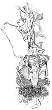 Hyacinth Bulb pencil drawing