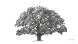 Mike talks you through his thoughts and decisions as he draws an Oak tree