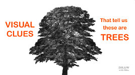 Exploring growth patterns of trees