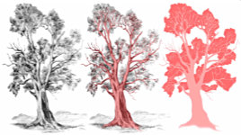 Dissecting and analysing the shape and three-dimensional features of a tree - using a River Red Gum Tree from Austrlia