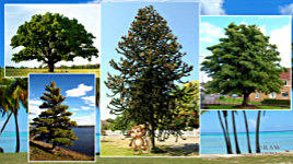 Features and Textures of trees