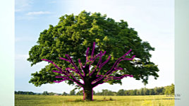 Guidelines used to define the external and internal shapes within an Oak tree before drawing commences