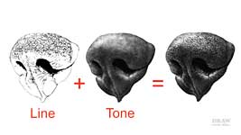 Differences in Line and Tone explained