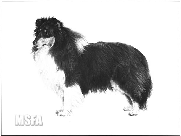 Gift For Dog Lovers Ideal Present Quality Cotton Drill Apron Mike Sibley Portrait Artist Shetland Sheepdog
