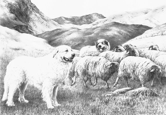 Pyrenean Mountain Dog (Great Pyrenees) graphite pencil drawing by Mike Sibley