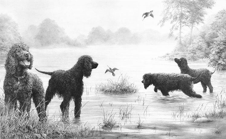 'Connemara Encounter' Irish Water Spaniel graphite pencil drawing by Mike Sibley