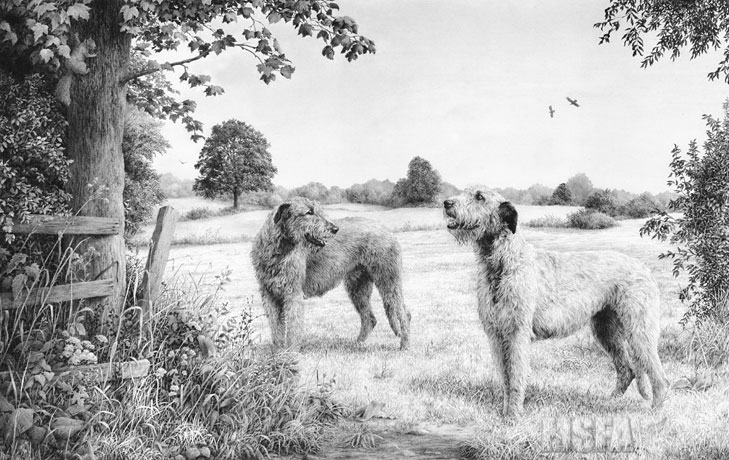 Spinney Lane End - Irish Wolfhound drawing by © Mike Sibley.