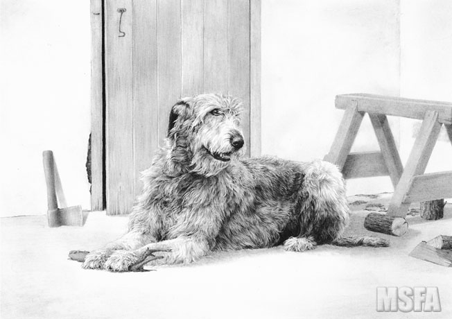 'The Spinney Woodsman' Irish Wolfhound graphite pencil drawing by Mike Sibley